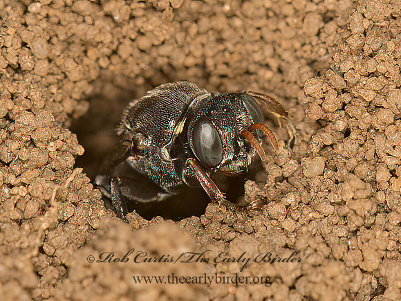 Oxybelus emarginatus  PRONGBACKED FLYHUNTER 9061710z