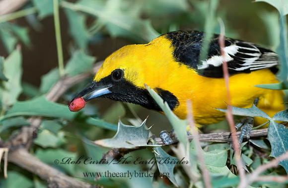 Icterus cucullatus  HOODED ORIOLE 6025495z