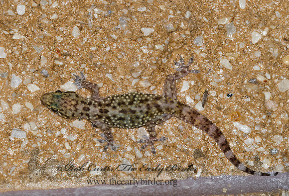 Hemidactylus turcicus  MEDITERRANEAN GECKO 7003004z