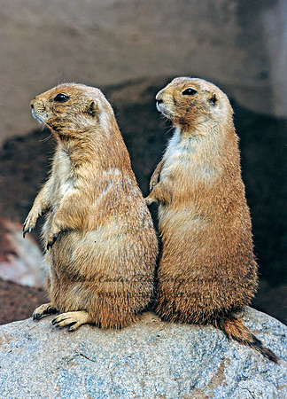 Cynomys ludovicianus  BLACK-TAILED PRAIRIE DOG 301535z