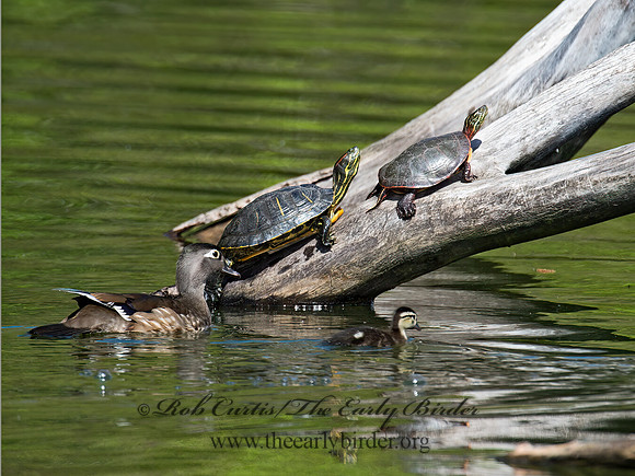 Trachemys scripta elegans  RED EARED SLIDER  9022665z