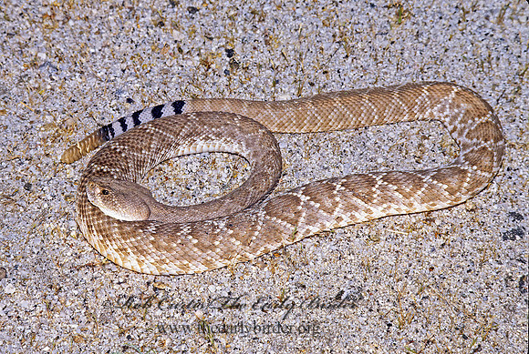 Crotalus ruber  RED DIAMOND RATTLESNAKE 129617z