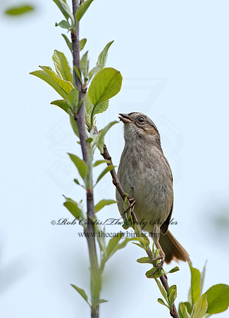 Melospiza georgiana  SWAMP SPARROW 9042945z