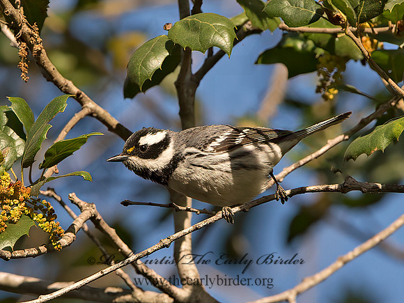 Setophaga nigrescens  BLACK-THROATED GRAY WARBLER 9055164z