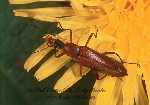 Cephaloon tenuicornis 243517z
