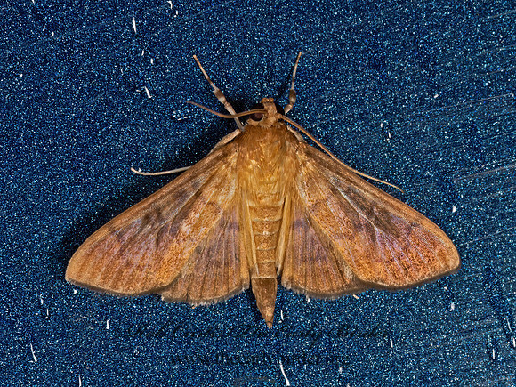 Psara obscuralis  OBSCURE PSARA 3031974z