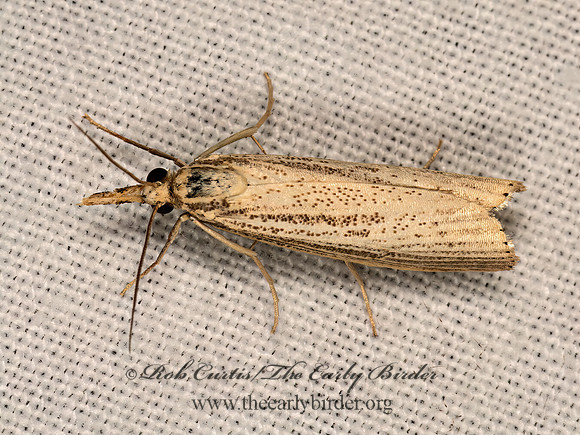 Agriphila vulgivagellus  VAGABOND CRAMBID 3041866z