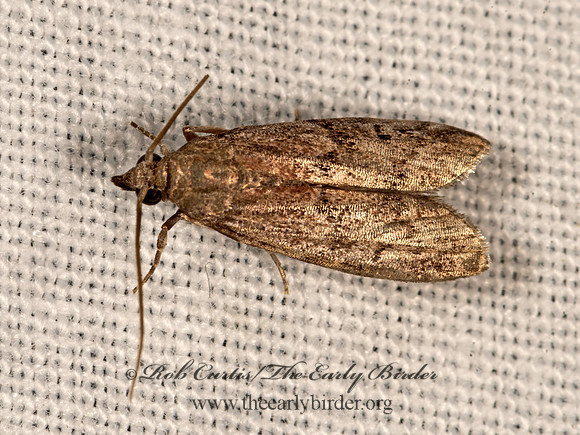 Vitula edmandsii  AMERICAN WAX MOTH 3026062z
