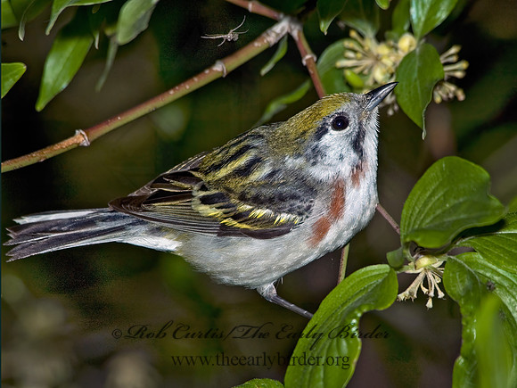 Setophaga pennsylvanica  CHESTNUT-SIDED WARBLER 5007536z