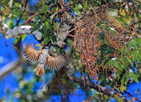 Pachyramphus aglaiae  ROSE-THROATED BECARD 95004z