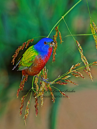 Passerina ciris  PAINTED BUNTING 91530-2z