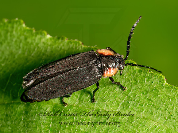 Pyropyga decepiens LUCIDOTINI FIREFLY 9080133z