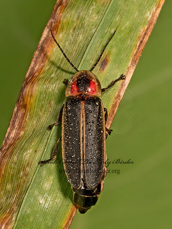 Photinus  LUCIDOTINI FIREFLY 9080360z