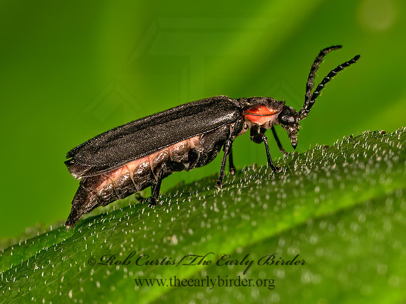 Pyropyga decepiens   LUCIDOTINI FIREFLY 9080132z