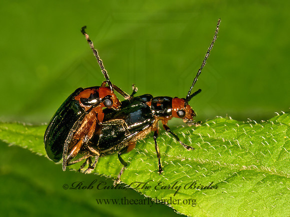 Phyllecthris gentilis  LUPERINI BEETLE 9080036z