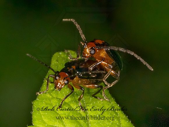 Phyllecthris gentilis  LUPERINI BEETLE 9080030z