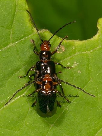 Phyllecthris gentilis  LUPERINI BEETLE 9080033z