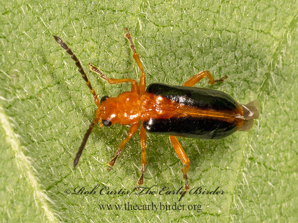 Phyllobrotica limbata  GALERUCINAE LEAF BEETLE 9079967z