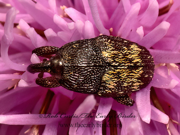 Glyptobaris lecontei  MADARINI FLOWER WEEVIL 9080348z