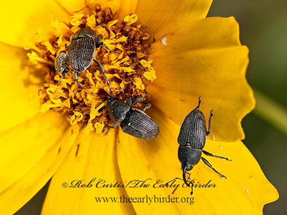 Odontocorynus umbellae or salebrosus  FLOWER WEEVIL 9079581z
