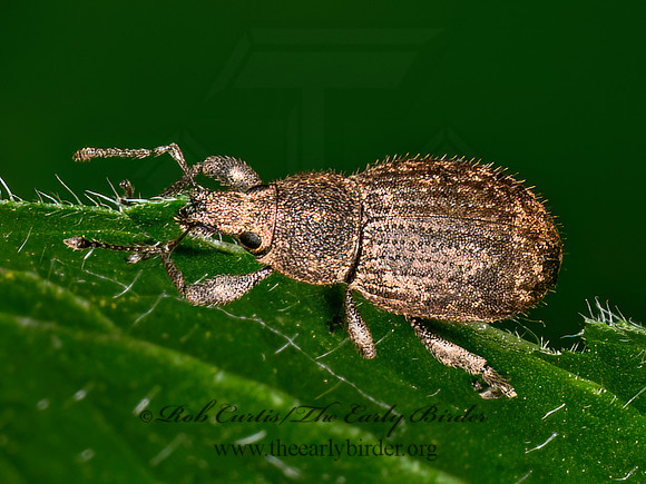 Anametis granulata  TROPIPHORINI WEEVIL 9080043z