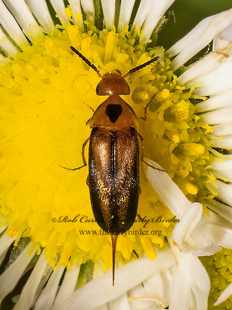 Mordellistena limbalis  TUMBLING FLOWER BEETLE 9080100z