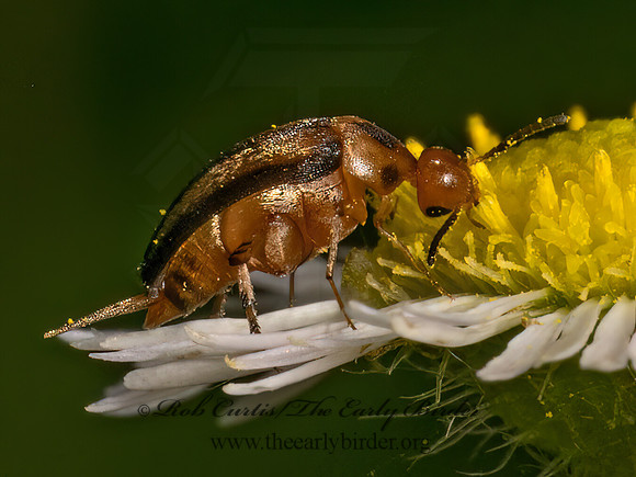 Mordellistena limbalis  TUMBLING FLOWER BEETLE 9080106z