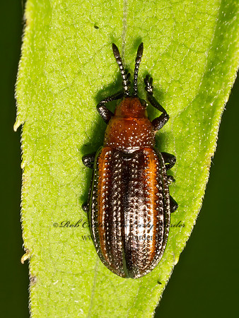 Microrhopala vittata  GOLDENROD LEAF MINER 9080516z