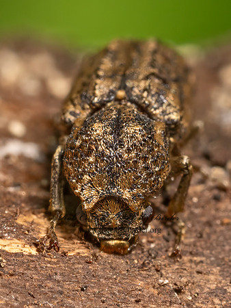 Lichenophanes bicornis  HORNED POWDER POST BEETLE 9080163z