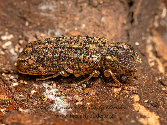 Lichenophanes bicornis  HORNED POWDER POST BEETLE 9080157z