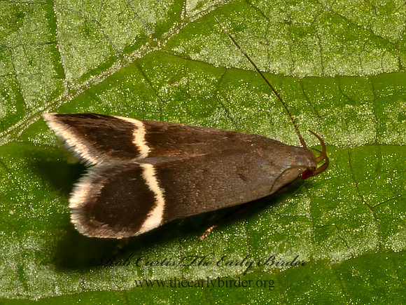 Anacampsis agrimoniella  TWIRLER MOTH 9080498z