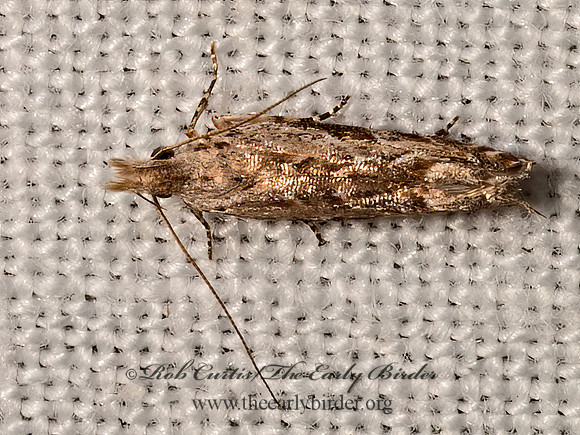 Sophronia roseicrinella  TWIRLER MOTH 3033303z