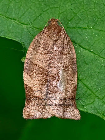 Choristoneura rosaceana  OBLIQUE-BANDED LEAFROLLER 9078662z