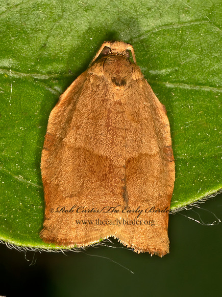 Choristoneura rosaceana  OBLIQUE-BANDED LEAFROLLER 9078407z