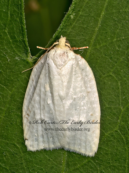 Cenopis pettitana  BASSWOOD LEAFROLLER 9079199z