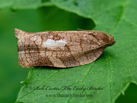Choristoneura rosaceana  OBLIQUE-BANDED LEAFROLLER 9078669z