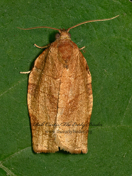 Choristoneura rosaceana  OBLIQUE-BANDED LEAFROLLER 9079371z