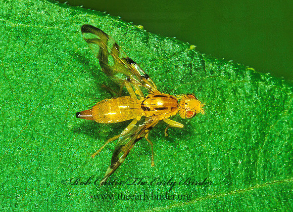 Strauzia  FRUIT FLY 1288112z