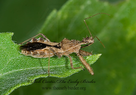 Sinea diadema  SPINED ASSASSIN BUG 7005948z