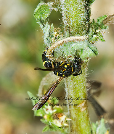 Parancistrocerus pedestris 5015170z