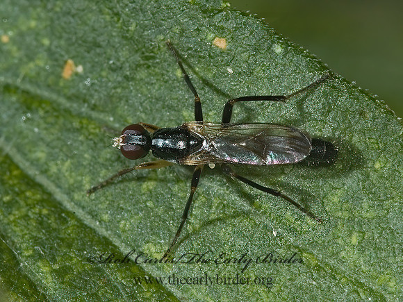 Cordilura varipes  DUNG FLY 5002438z
