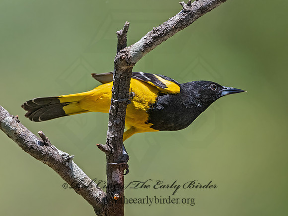 Icterus parisorum  SCOTT'S ORIOLE 3035092z