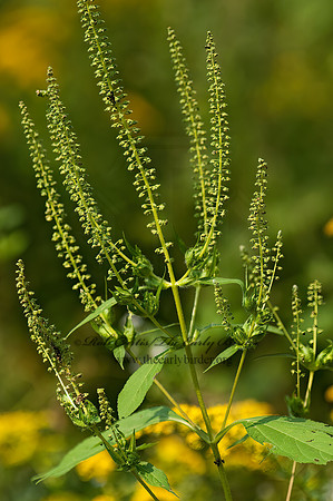 Veronicastrum virginicum~  CULVER'S ROOT 5001535z