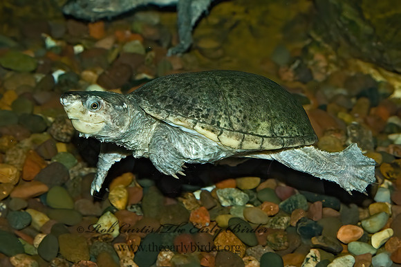 Sternotherus odoratus  EASTERN MUSK TURTLE 5011039z