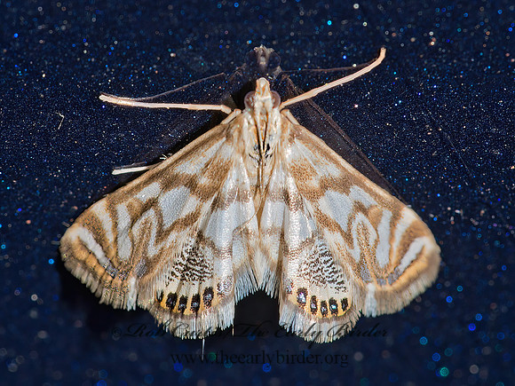 Neocataclysta magnificalis  SCROLLWORK PYRALID MOTH 9032779z