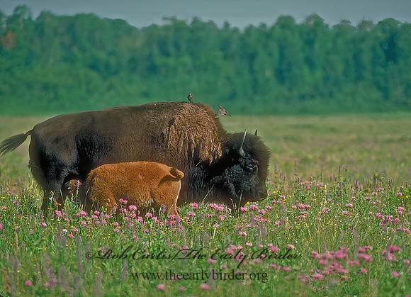 Bison bison  BISON 31221z