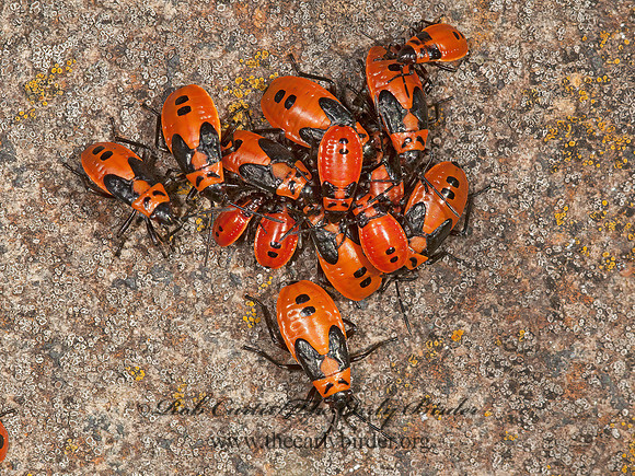 Lygaeus kalmii  SMALL MILKWEED BUG  3014633z