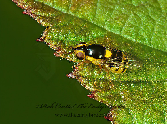 Thaumatomyia grata  FRIT FLY 117117z