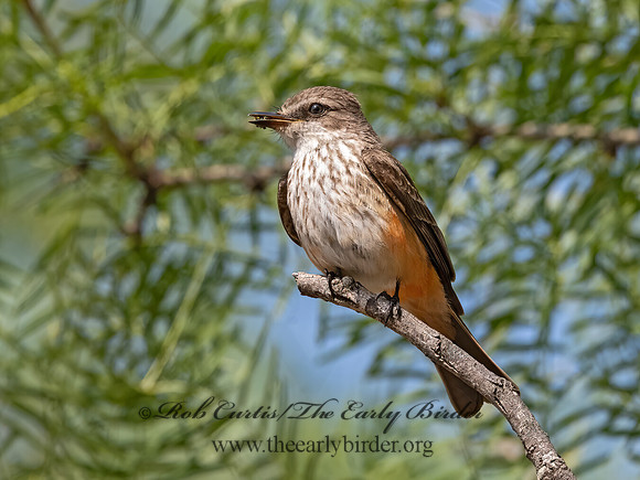 Pyrocephalus rubinus  VERMILION FLYCATCHER 3034573Z