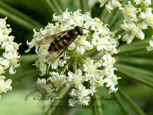 Heracleum maximum  COW PARSNIP 9059255z